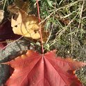Acer platanoides sp feuille automne